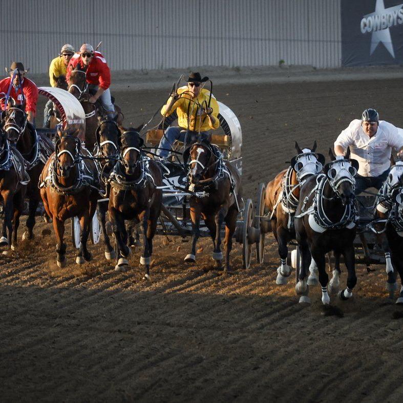 Horse euthanized after injury during chuckwagon race at Calgary Stampede